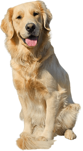 Cropped dog